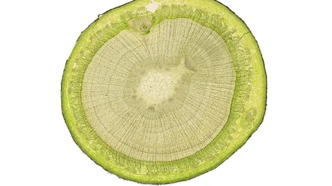 Plant stem - cross section cut microscope – microscopic cells botanic education Stock Footage 106289093