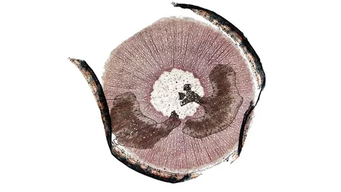 Plant stem - cross section cut microscope – microscopic cells botanic education Stock Footage 106294401