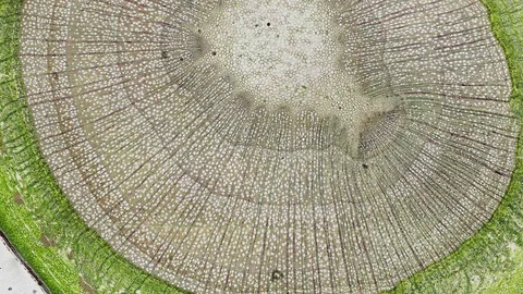 Plant stem - cross section cut microscope – microscopic cells botanic education Stock Footage 106307183