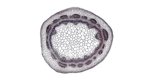 Plant stem - cross section cut microscope – microscopic cells botanic education Stock Footage 106318750