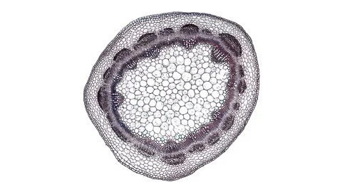 Plant stem - cross section cut microscope – microscopic cells botanic education Stock Footage 106318962