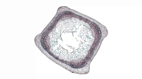 Plant stem - cross section cut microscope – microscopic cells botanic education Stock Footage 106322576