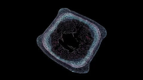 Plant stem - cross section cut microscope – microscopic cells botanic education Stock Footage 106322773