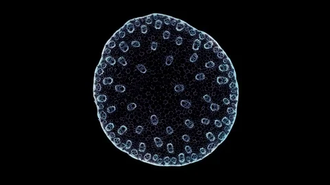 Plant stem - cross section cut microscope – microscopic cells botanic education Stock Footage 106323111