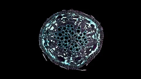 Plant stem - cross section cut microscope – microscopic cells botanic education Stock Footage 106324005