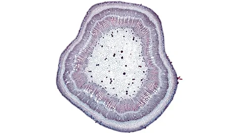 Plant stem - cross section cut microscope – microscopic cells botanic education Stock Footage 106324474