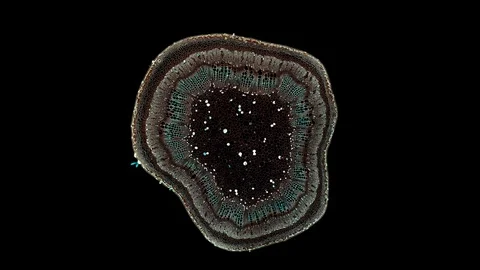 Plant stem - cross section cut microscope – microscopic cells botanic education Stock Footage 106324894