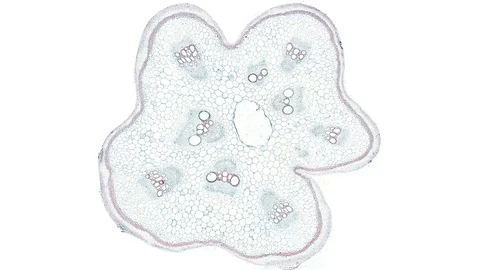 Plant stem - cross section cut microscope – microscopic cells botanic education Stock Footage 106325197