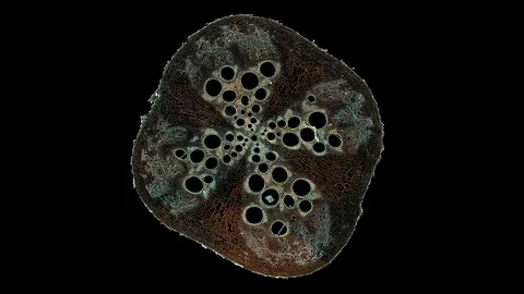 Plant stem - cross section cut microscope – microscopic cells botanic education Stock Footage 106326026