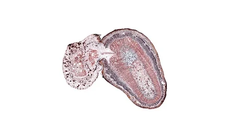 Plant stem - cross section cut microscope – microscopic cells botanic education Stock Footage 106326136