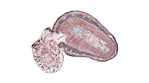 Plant stem - cross section cut microscope – microscopic cells botanic education Stock Footage 106326374