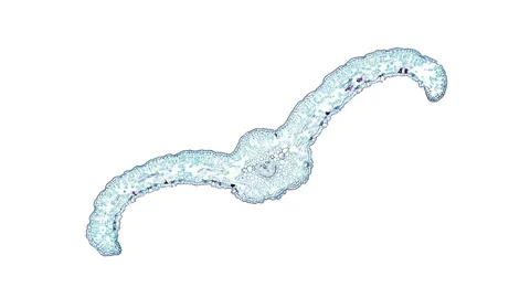 Plant stem - cross section cut microscope – microscopic cells botanic education Stock Footage 106326576