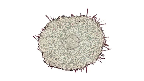 Plant stem - cross section cut microscope – microscopic cells botanic education Stock Footage 106334325