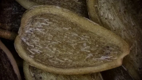 Plant stem - cross section cut microscope – microscopic cells botanic education Stock Footage 106350481