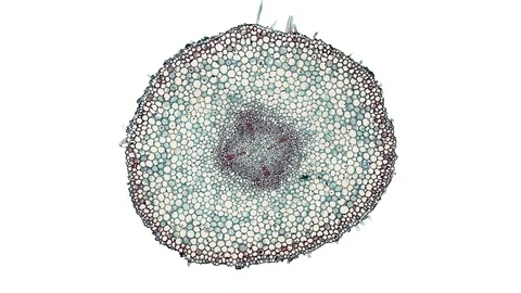 Plant stem - cross section cut microscope – microscopic cells botanic education Stock Footage 106382672