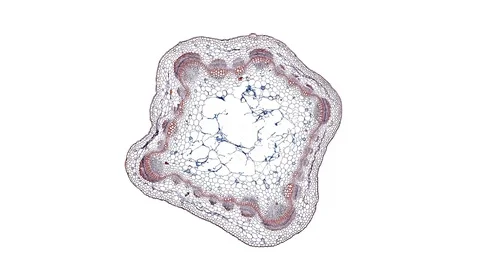 Plant stem - cross section cut microscope – microscopic cells botanic education Stock Footage 106391240