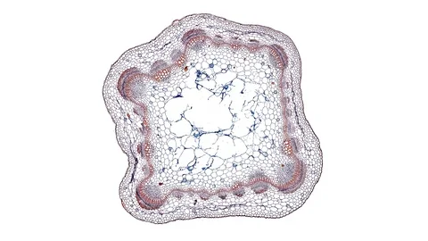 Plant stem - cross section cut microscope – microscopic cells botanic education Stock Footage 106391818