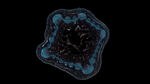 Plant stem - cross section cut microscope – microscopic cells botanic education Stock Footage 106392016