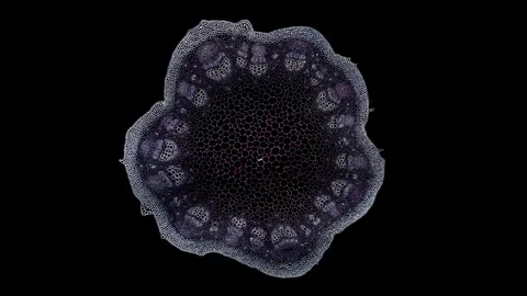 Plant stem - cross section cut microscope – microscopic cells botanic education Stock Footage 106392845