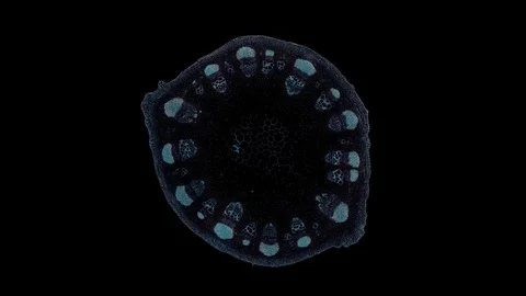 Plant stem - cross section cut microscope – microscopic cells botanic education Stock Footage 106393312