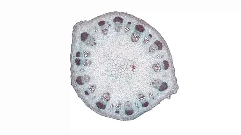 Plant stem - cross section cut microscope – microscopic cells botanic education Stock Footage 106393419