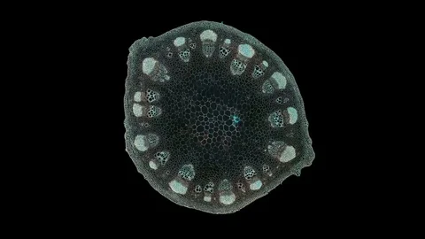 Plant stem - cross section cut microscope – microscopic cells botanic education Stock Footage 106393730