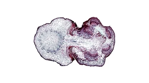 Plant stem - cross section cut microscope – microscopic cells botanic education Stock Footage 106394275