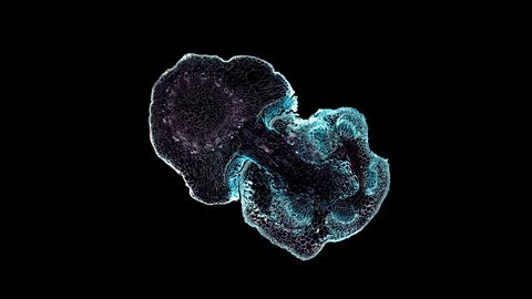 Plant stem - cross section cut microscope – microscopic cells botanic education Stock Footage 106394406