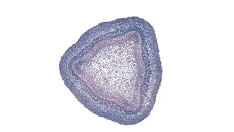 Plant stem - cross section cut microscope – microscopic cells botanic education Stock Footage 106394567