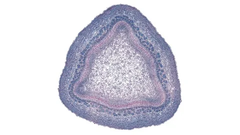 Plant stem - cross section cut microscope – microscopic cells botanic education Stock Footage 106395136