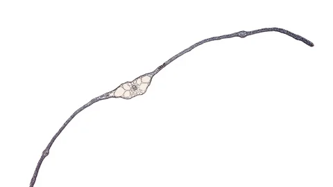 Plant stem - cross section cut microscope – microscopic cells botanic education Stock Footage 106435713