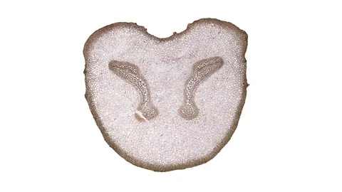 Plant stem - cross section cut microscope – microscopic cells botanic education Stock Footage 106446535