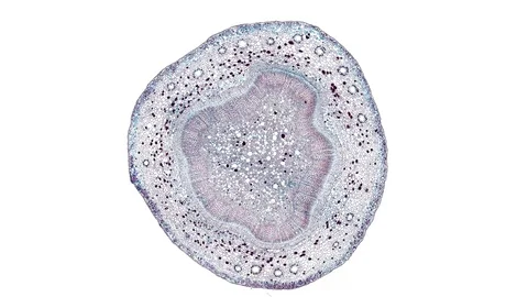 Plant stem - cross section cut microscope – microscopic cells botanic education Stock Footage 106453014