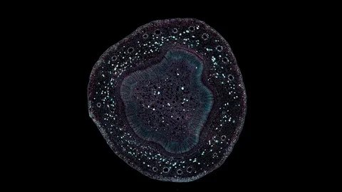 Plant stem - cross section cut microscope – microscopic cells botanic education Video stock 106453586