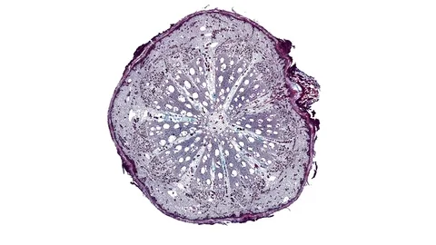 Plant stem - cross section cut microscope – microscopic cells botanic education Stock Footage 106453717