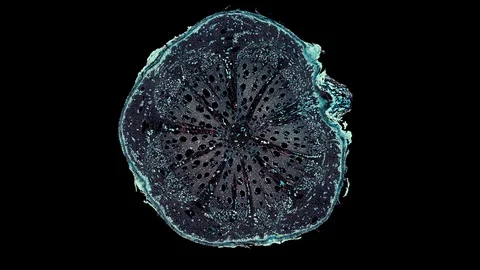Plant stem - cross section cut microscope – microscopic cells botanic education Stock Footage 106454268