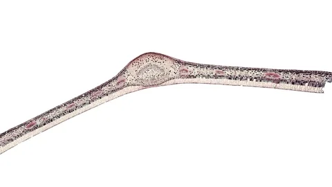 Plant stem - cross section cut microscope – microscopic cells botanic education Stock Footage 106463351