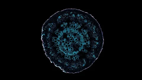 Plant stem - cross section cut microscope – microscopic cells botanic education Stock Footage 106463574