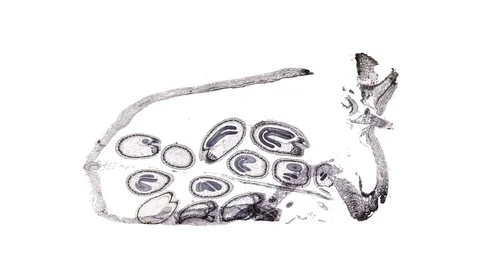 Plant stem - cross section cut microscope – microscopic cells botanic education Stock Footage 106479960