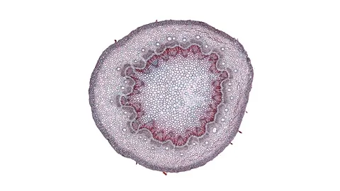 Plant stem - cross section cut microscope – microscopic cells botanic education Stock Footage 106573705