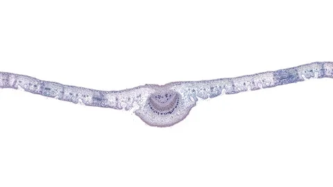 Plant stem - cross section cut microscope – microscopic cells botanic education Stock Footage 106574261