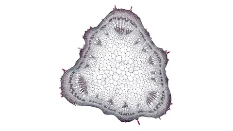 Plant stem - cross section cut microscope – microscopic cells botanic education Stock Footage 106574820