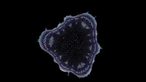 Plant stem - cross section cut microscope – microscopic cells botanic education Stock Footage 106574974