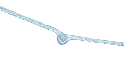 Plant stem - cross section cut microscope – microscopic cells botanic education Stock Footage 106575455