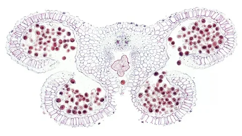 Plant stem - cross section cut microscope – microscopic cells botanic education Stock Footage 106575598