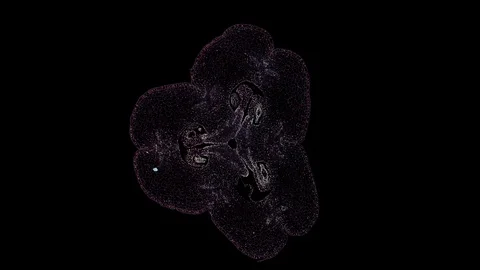 Plant stem - cross section cut microscope – microscopic cells botanic education Stock Footage 106576691