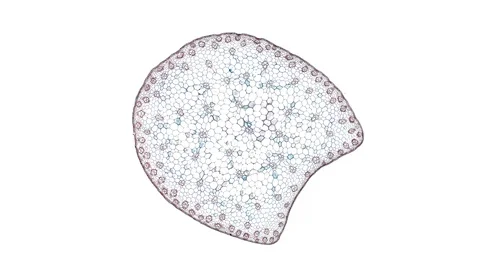 Plant stem - cross section cut microscope – microscopic cells botanic education Stock Footage 106578552