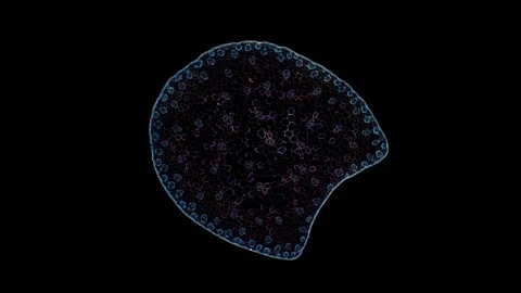 Plant stem - cross section cut microscope – microscopic cells botanic education Stock Footage 106578680