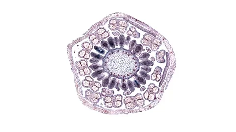 Plant stem - cross section cut microscope – microscopic cells botanic education Stock Footage 106579357