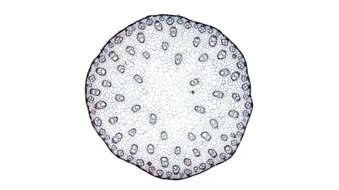 Plant stem - cross section cut microscope – microscopic cells botanic education Stock Footage 106579937